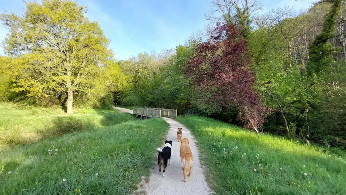 Le Bassin d'Armand à Gometz-le-Châtel, espace naturel prisé pour les promenades éducatives avec son chien
