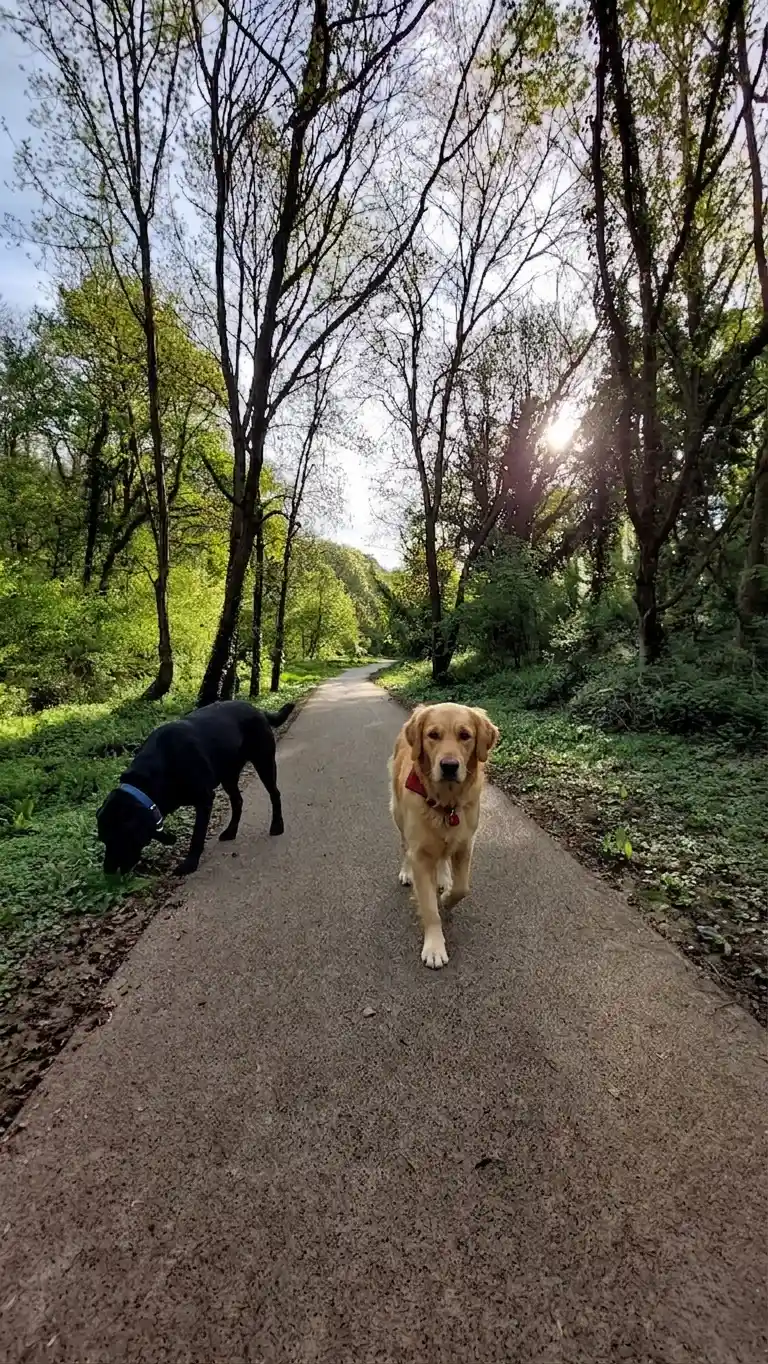 Piste cyclable de la Coulée Verte au Viaduc des Fauvettes à Gometz-le-Châtel, lieu idéal pour les séances d'éducation canine