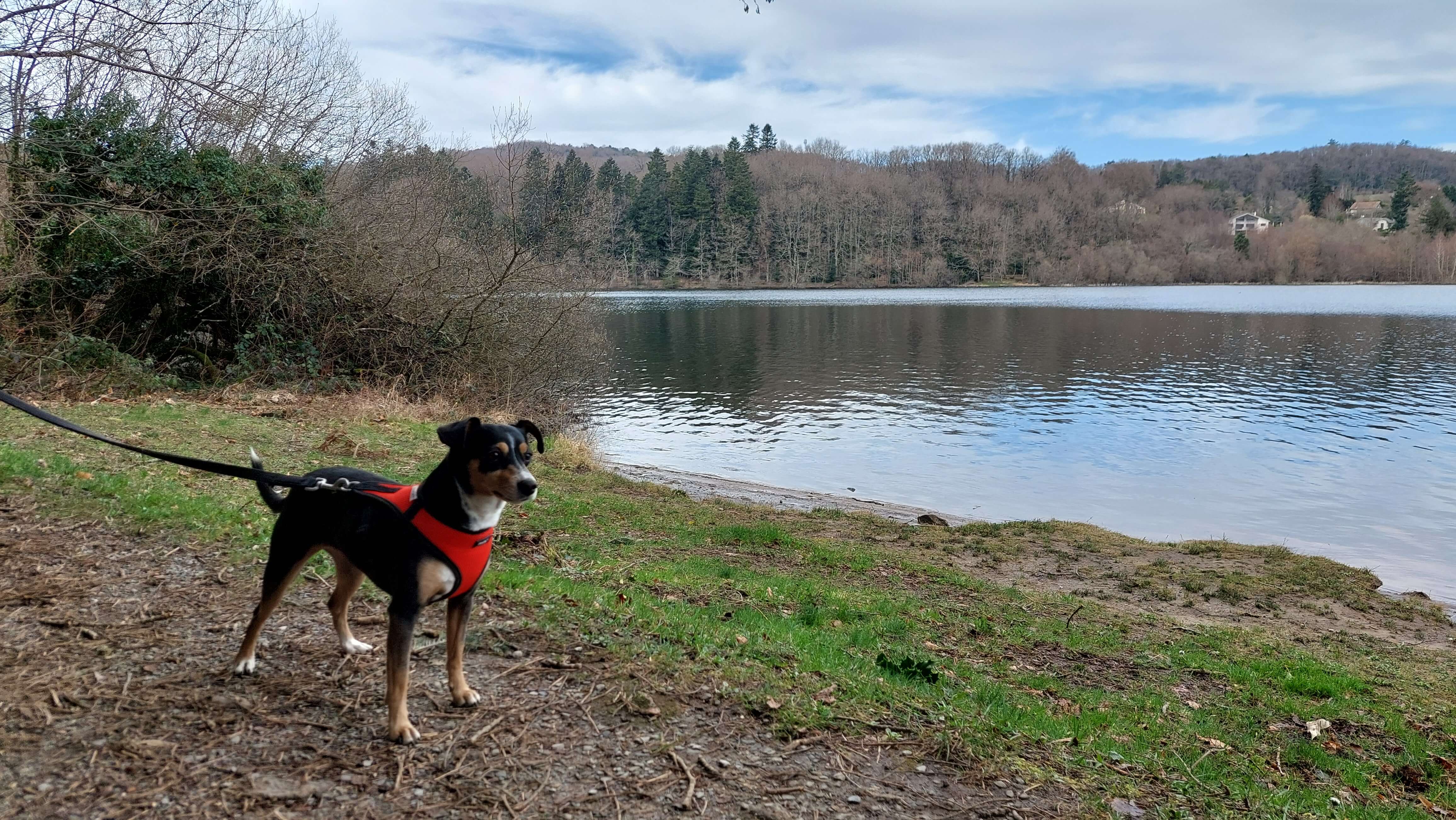 Lili en séance d'éducation positive au bord du lan avec CapChien en Essonne