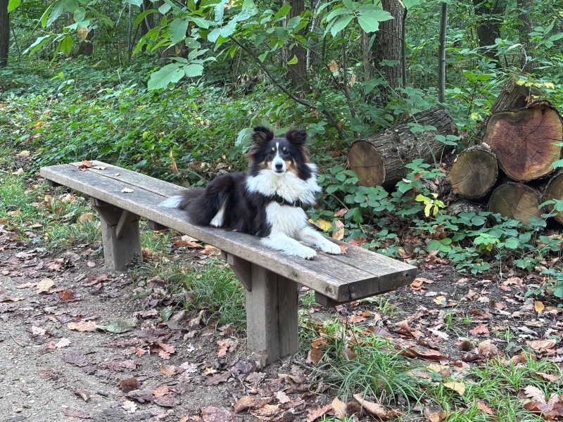 Vimount en séance d'éducation positive avec CapChien en Essonne
