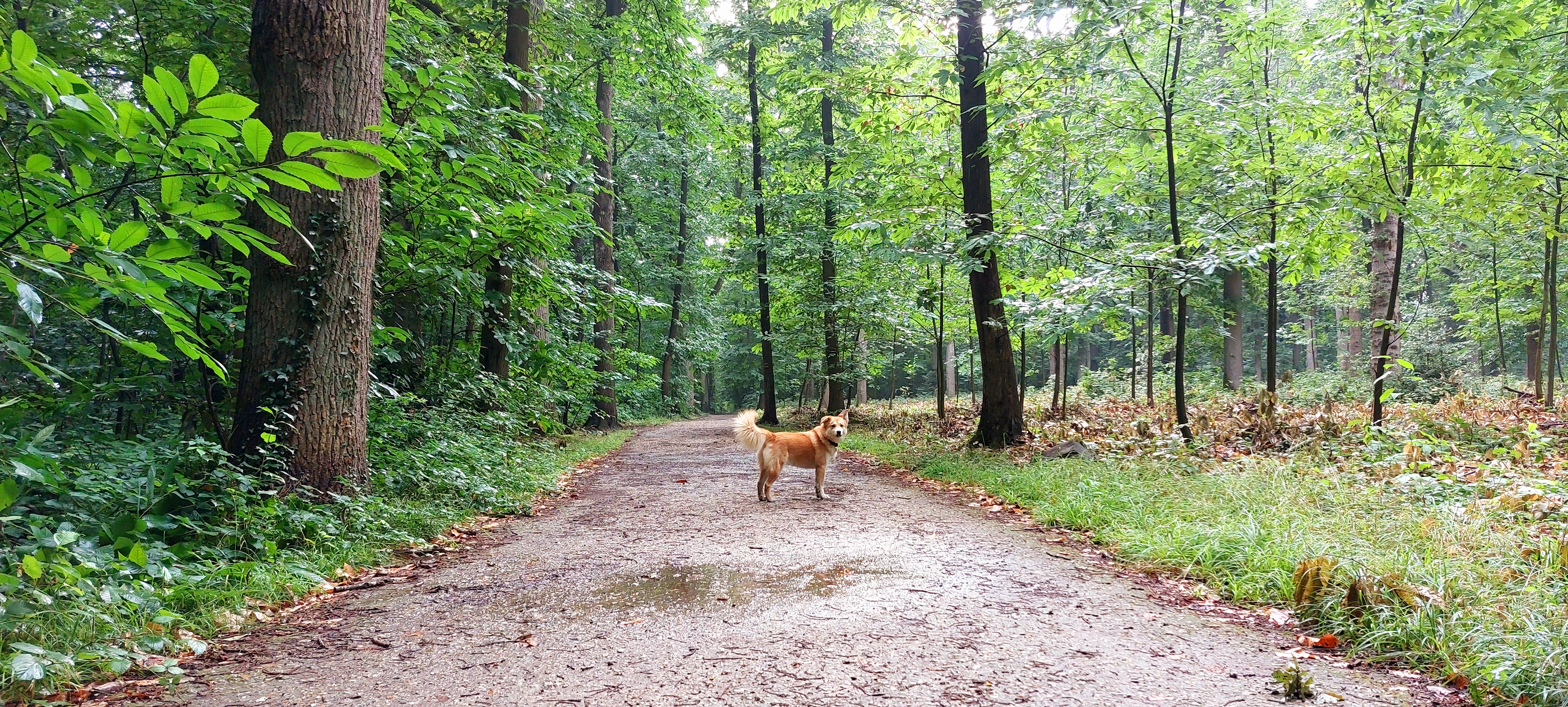 Capchien, balade en foret