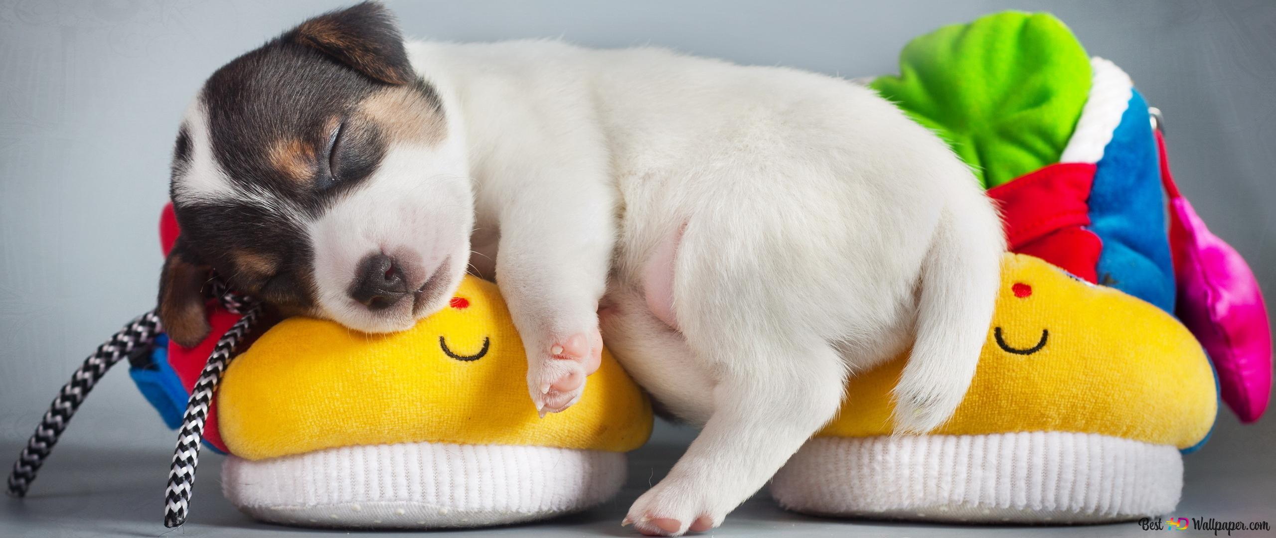 Tarifs éducation canin chiot