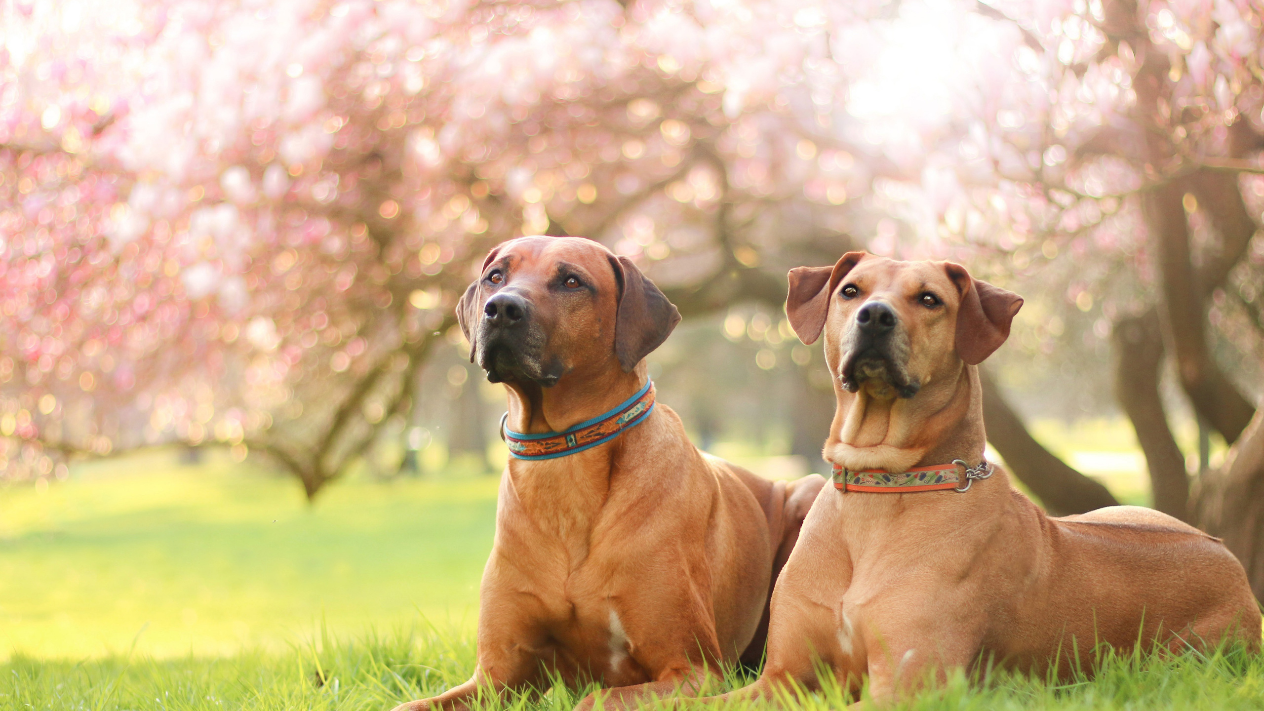 Tarifs éducation canin chien adulte