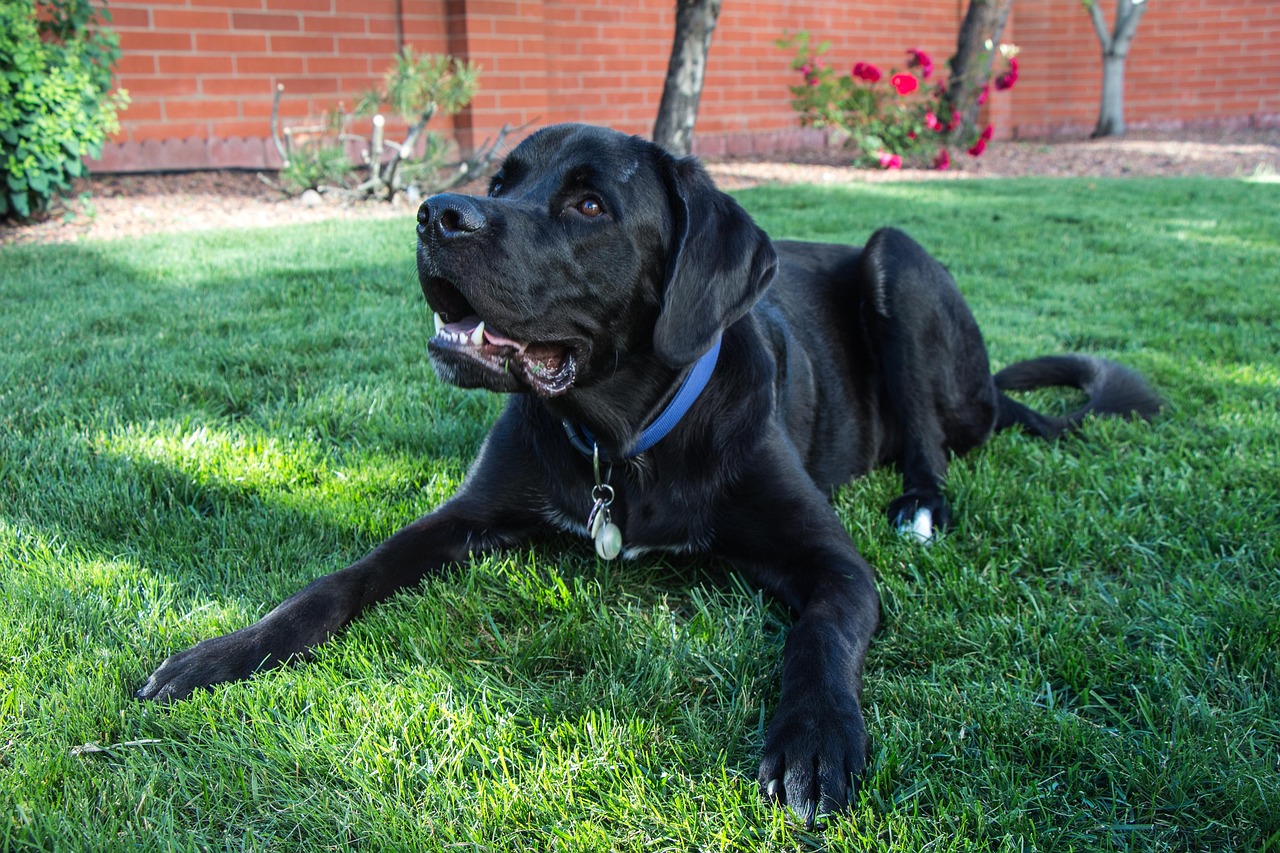 Pourquoi mon chien n’écoute jamais dehors