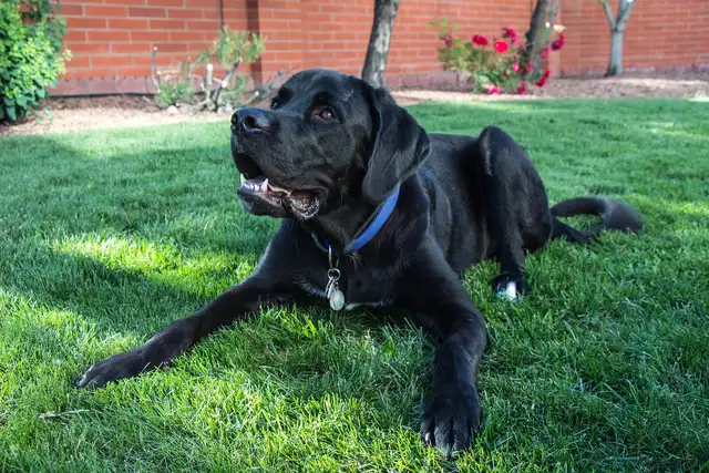 Pourquoi mon chien n’écoute jamais dehors