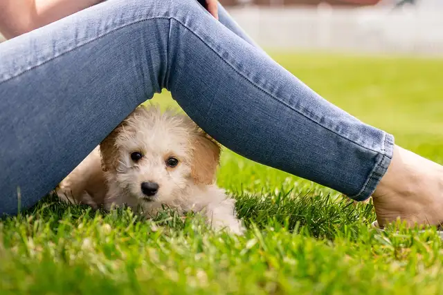 La socialisation ratée : comment éviter les erreurs les plus fréquentes avec un chiot ?