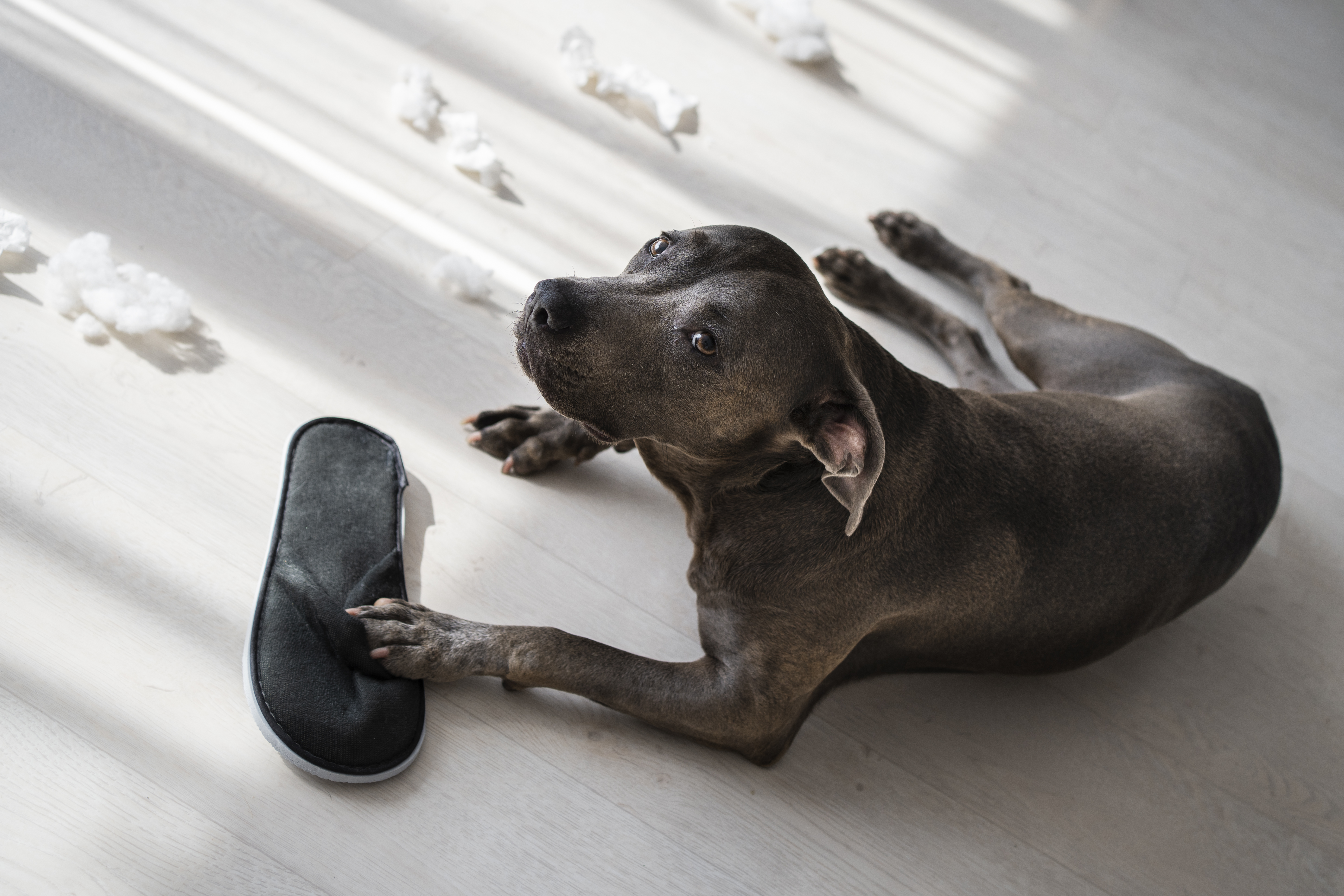 chien tete qui manque un chaussure
