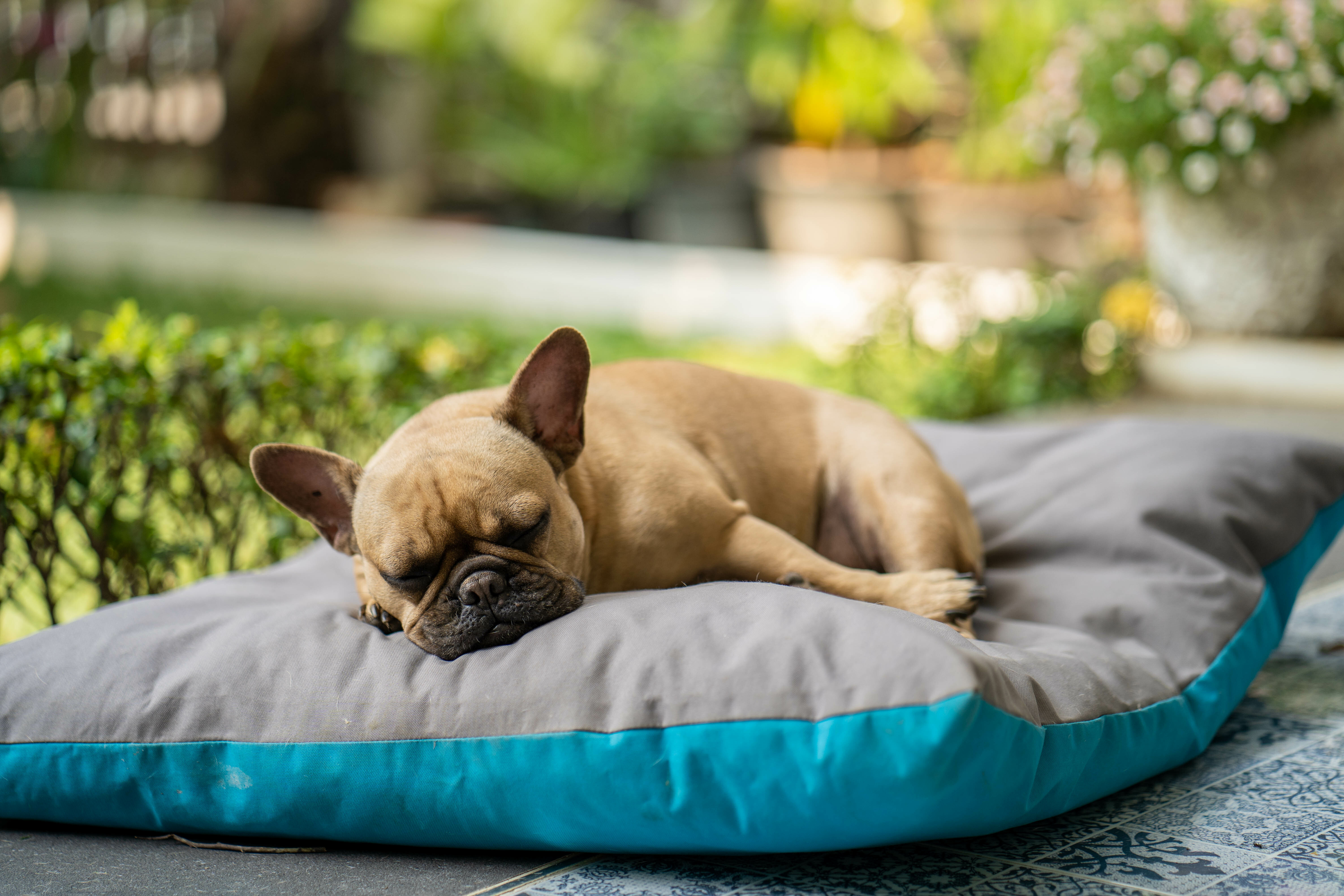 Les signaux d'apaisement : quand votre chien vous parle