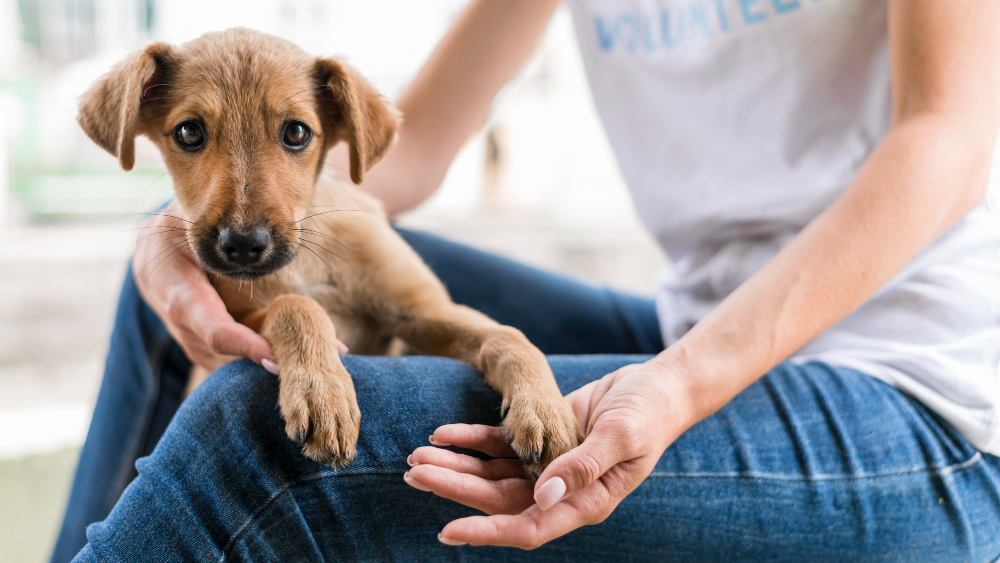 Adopter un chien adulte