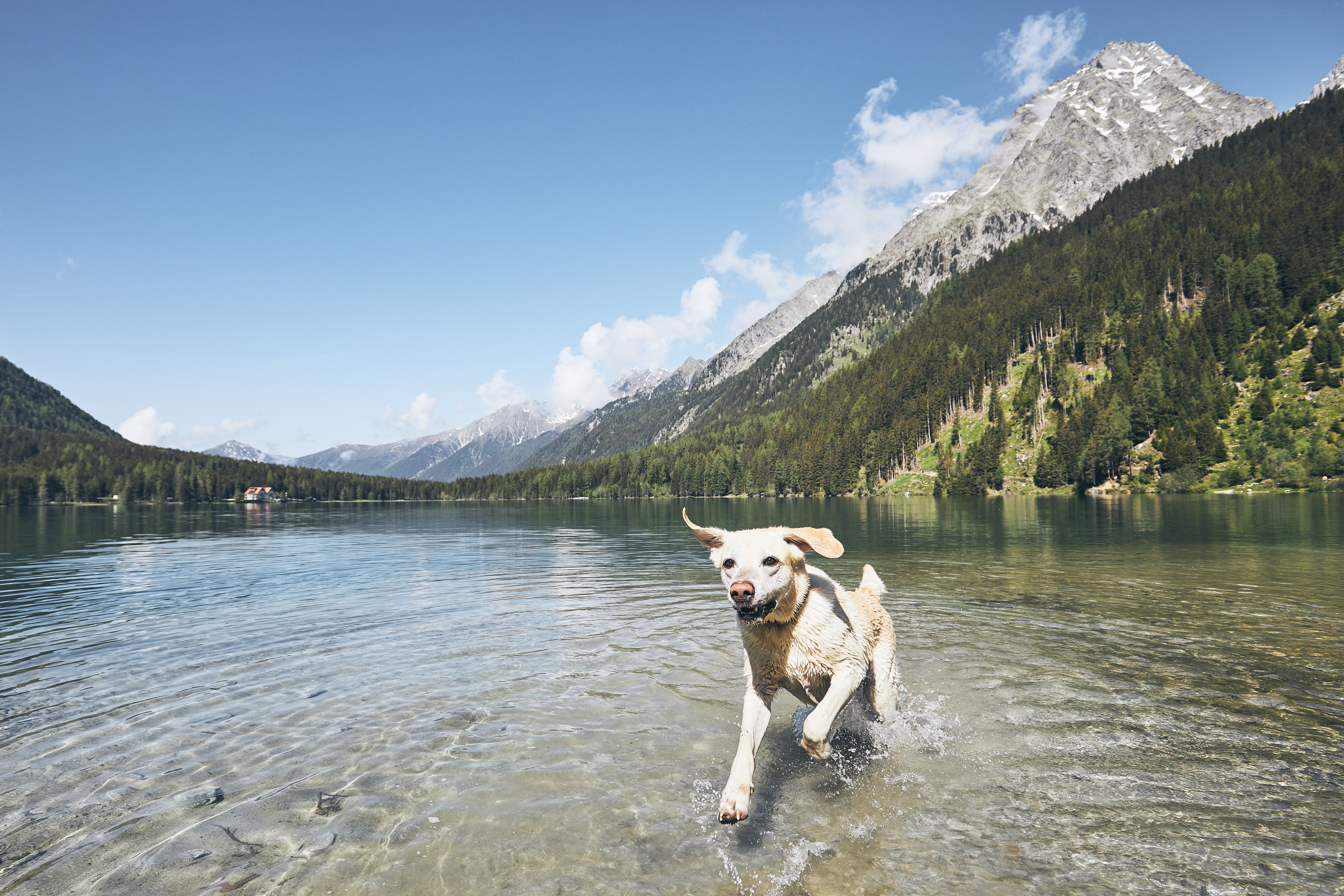 Conseil pour les chiens en cas de canicule