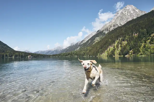 Conseil pour les chiens en cas de canicule