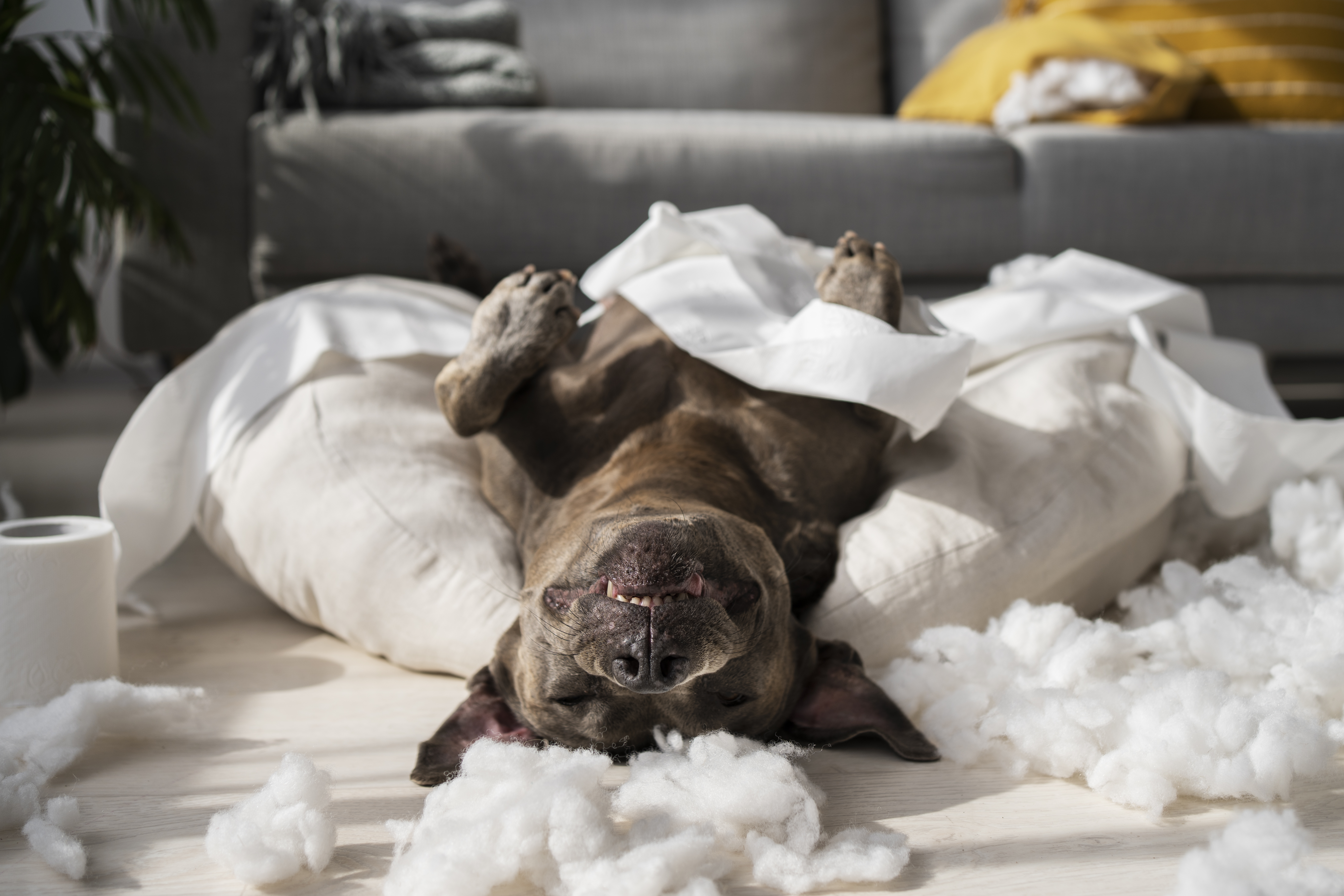 Chien qui detruit le canape